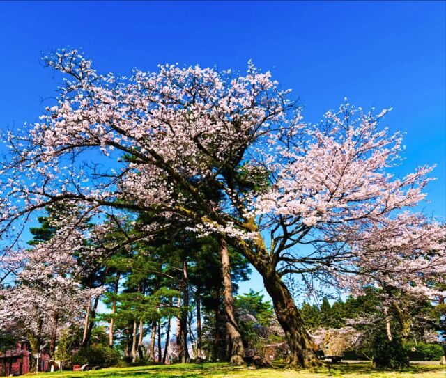 🌸🌸🌸
桜が満開となっております❣️

今週は天気も良いようなのでぜひお花見キャンプをお楽しみください♫

閑乗寺公園には遅咲きの桜もあり長い期間お花見を楽しんでいただけるかと思います🌸

桜がある場所や詳しい説明は先日の観桜会でもお世話になりました米倉さんに作っていただいたファイルが管理棟にありますのでぜひご覧ください😊

長く桜が見られるよう強い風が吹かないことを祈っております🥺

#閑乗寺 #閑乗寺公園 #閑乗寺キャンプ場 #閑乗寺公園キャンプ場 #お花見キャンプ #花見キャンプ #お花見できるキャンプ場 #🌸